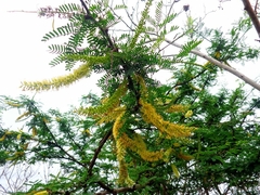 Prosopis pallida