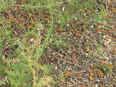 Asparagus verticillatus