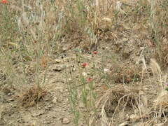Papaver rhoeas