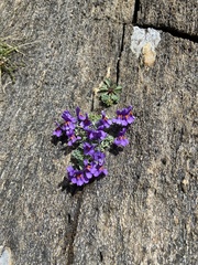 Linaria alpina