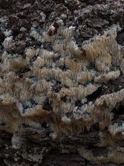 Radulomyces