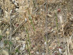 Scorzonera laciniata