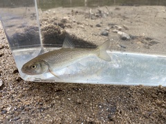 Semotilus corporalis