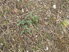 Andrachne telephioides