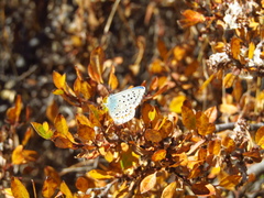 Polyommatus bellargus