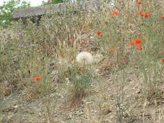 Scorzonera laciniata