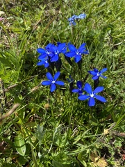 Gentiana bavarica bavarica