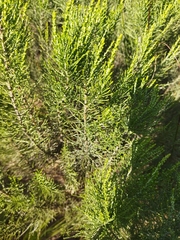 Dicerothamnus rhinocerotis