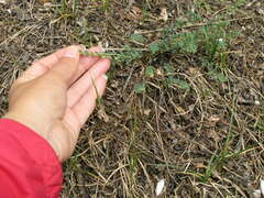 Andrachne telephioides