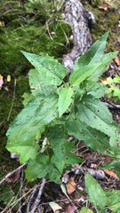 Eupatorium serotinum