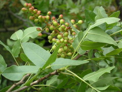 Pistacia atlantica mutica