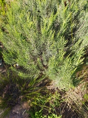 Dicerothamnus rhinocerotis