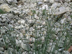Dianthus marschallii