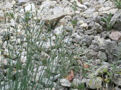Dianthus marschallii