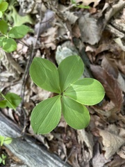 Isotria verticillata