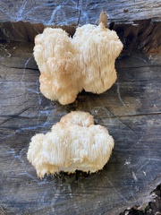 Hericium