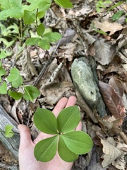 Isotria verticillata