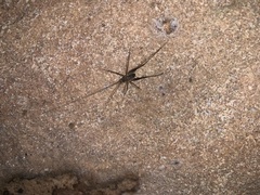 Euhadenoecus puteanus