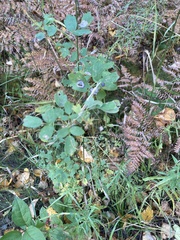 Thalictrum dasycarpum