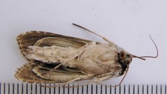 Cucullia convexipennis
