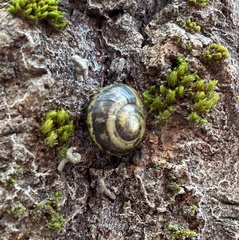 Cepaea hortensis