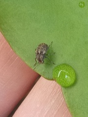 Araecerus fasciculatus