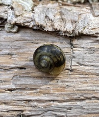 Cepaea hortensis
