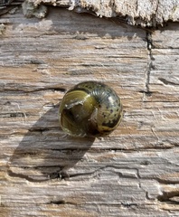 Cepaea hortensis