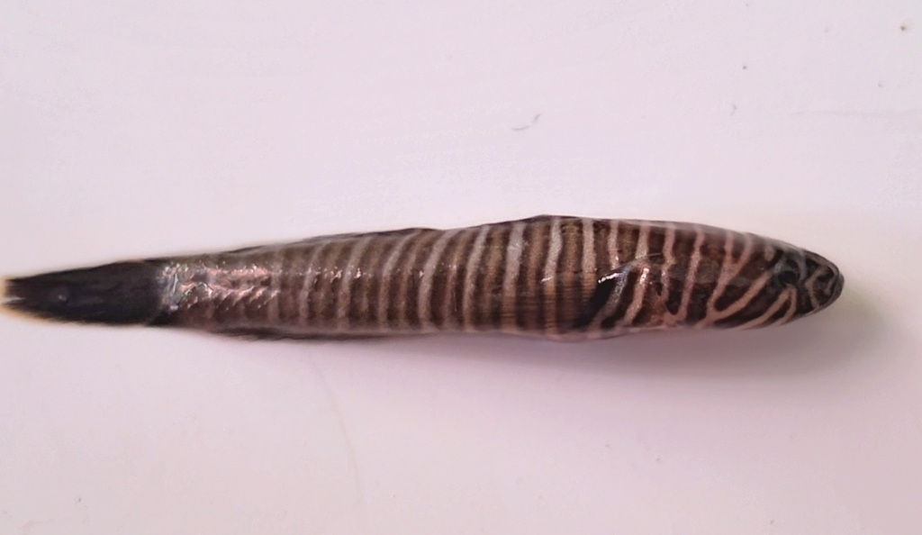 Splitbanded Goby