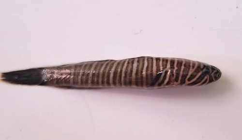 Splitbanded goby (Gymneleotris seminuda) — Gobiidae — 2