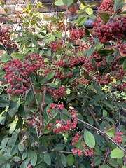 Cotoneaster coriaceus