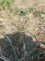 Convolvulus equitans