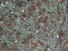 Brephulopsis cylindrica
