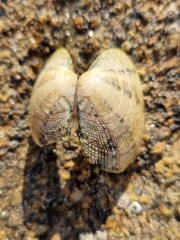 Ruditapes decussatus