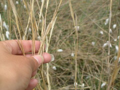 Cleistogenes serotina