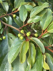 Colubrina arborescens