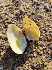 Ruditapes decussatus