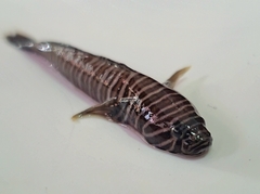 Splitbanded Goby photo 2