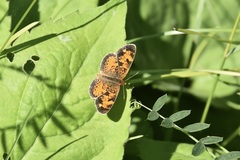 Phyciodes cocyta