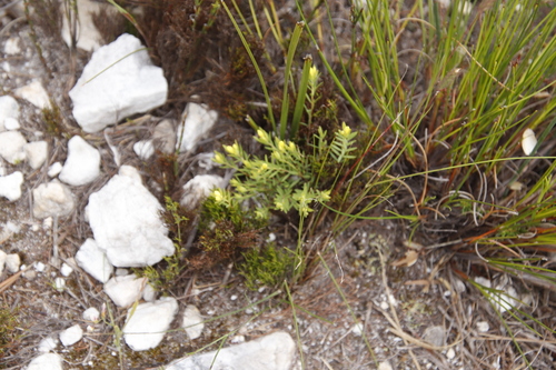 Image of Gnidia galpinii by (c) Tony Rebelo, some rights reserved (CC BY-SA)