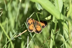 Phyciodes cocyta