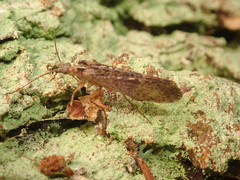 Limnephilidae