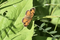 Phyciodes cocyta