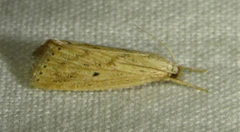 Diatraea lisetta