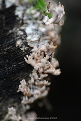 Lentaria byssiseda