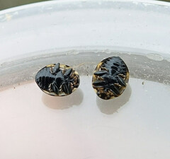 Coccinula quatuordecimpustulata