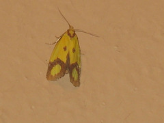 Agapeta zoegana