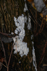 Basidioradulum radula