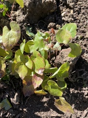 Epimedium × versicolor