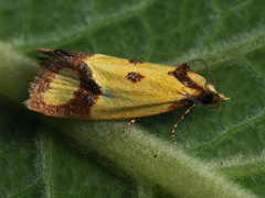 Agapeta zoegana